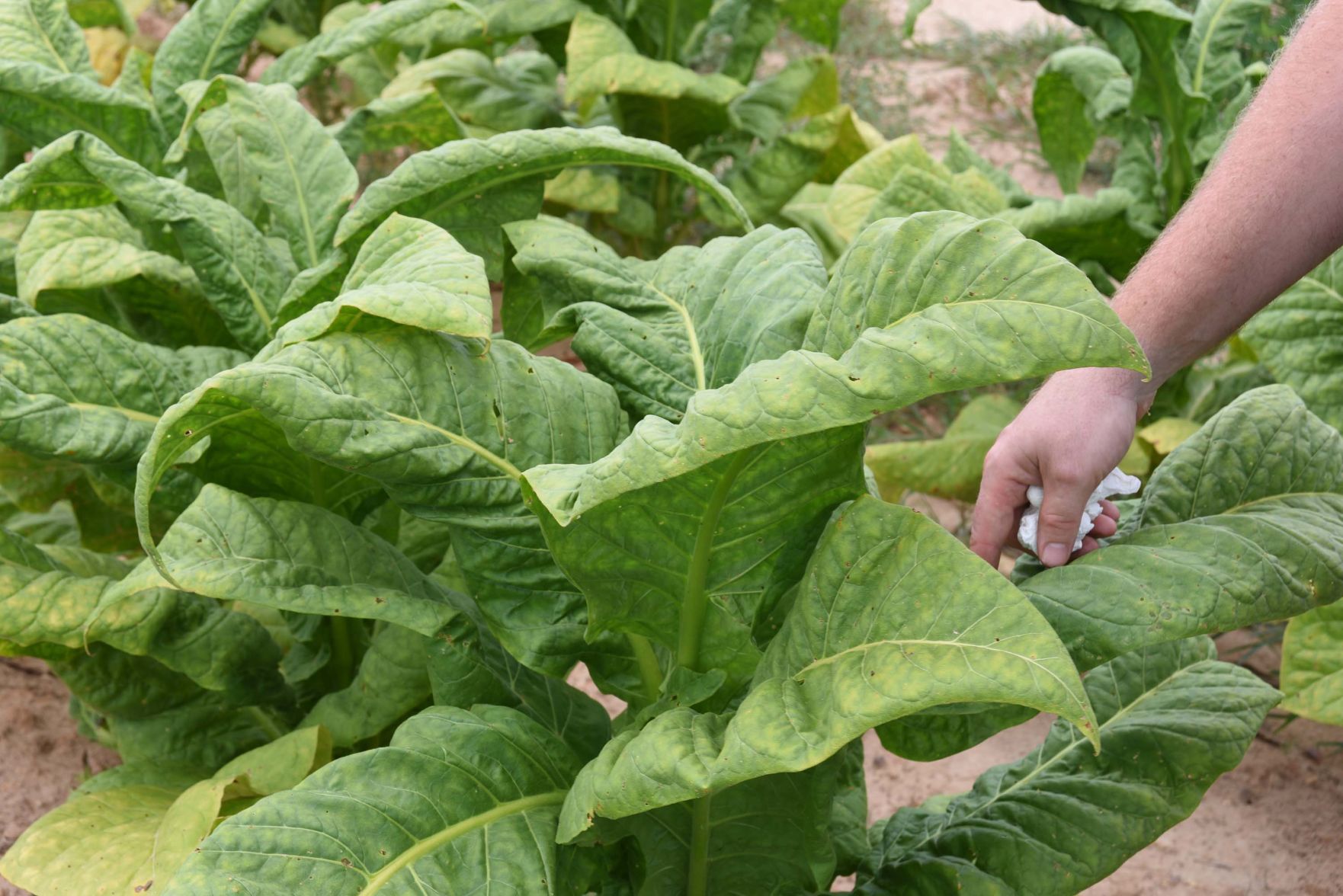Tobacco